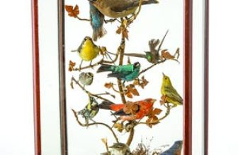 Taxidermy birds: Victorian-era trend, modern-day macabre