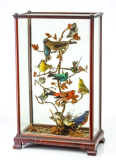 Taxidermy birds: Victorian-era trend, modern-day macabre