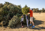 How to dispose of Christmas trees in Austin and recycle holiday trash